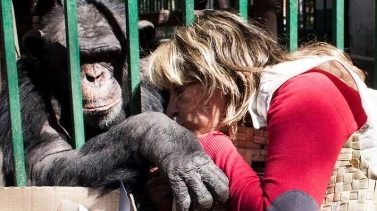 Después de 33 años en cautiverio, Toti está cada vez más cerca de ser ...