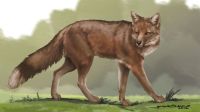 ¿Mascota?: Cómo era la relación entre zorros y seres humanos hace 1.500 años en la Patagonia