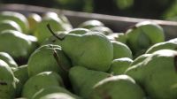 Nuevos beneficios para productores frutícolas en emergencia y desastre