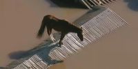 Video: caballo atrapado en las inundaciones de Brasil