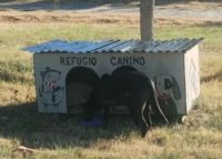 Un vecino construyó un refugio para perros callejeros 