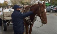 Rescatan un caballo en estado de abandono y desnutrición