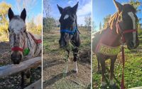 Campaña solidaria para proteger del frío a los caballos del Centro de Equinoterapia de Choele Choel