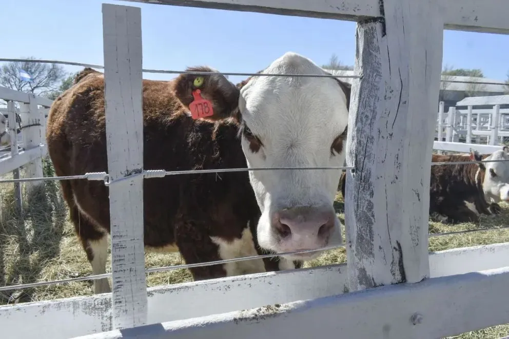 Los productores temen un retroceso sanitario.