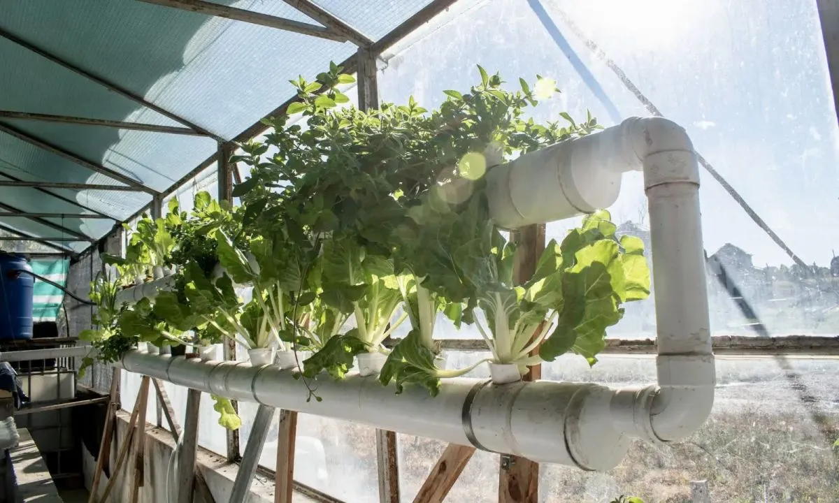 Desarrollo de la acuicultura de agua dulce en la Unión Europea y América  Latina: tendencias de producción y dotación de recursos – Panorama Acuícola  Magazine, image size:1200x720