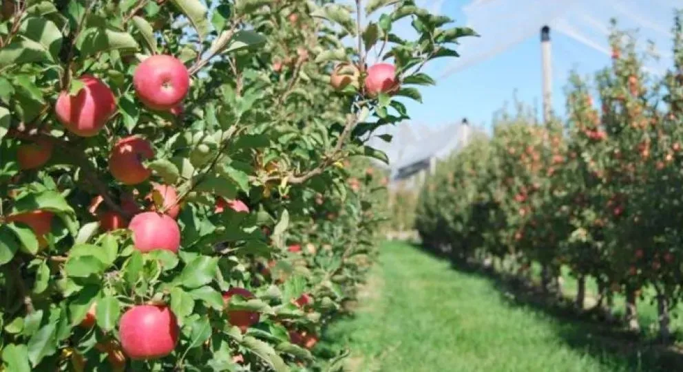 El 85% de la  manzana producida, se consume localmente.