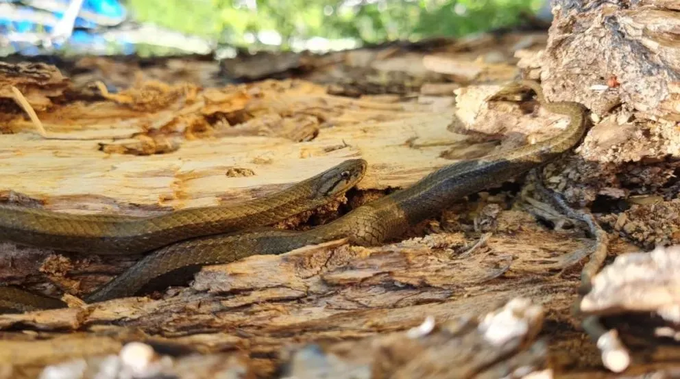 La culebra araucana, también conocida como "de cola corta". (Fotos: Eduardo Mac Kenna)