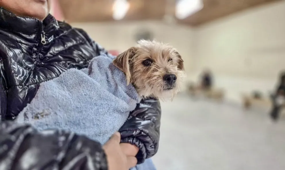 10 animales estaban en situación de calle. Foto: Municipio de Chimpay 