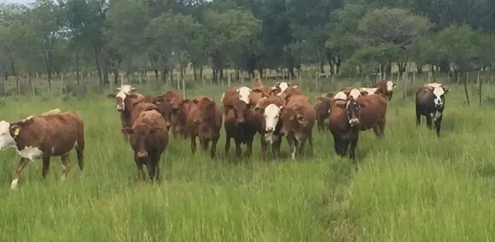 Un análisis detallado explica cómo se compone el valor de la  carne, desde la cría al mercado.