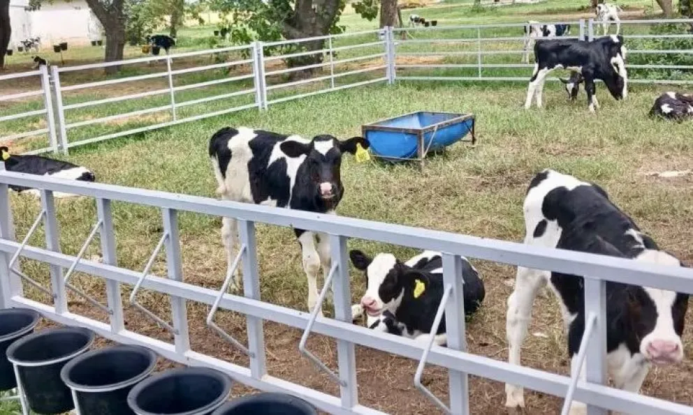 Corrales portátiles, la nueva alternativa creada por INTA (Foto INTA) 