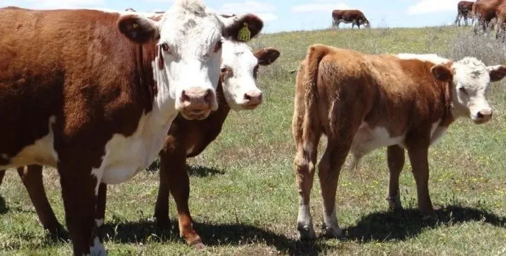 Bassi señaló que las cuestiones climáticas son el "jugador principal" en el sector productivo.