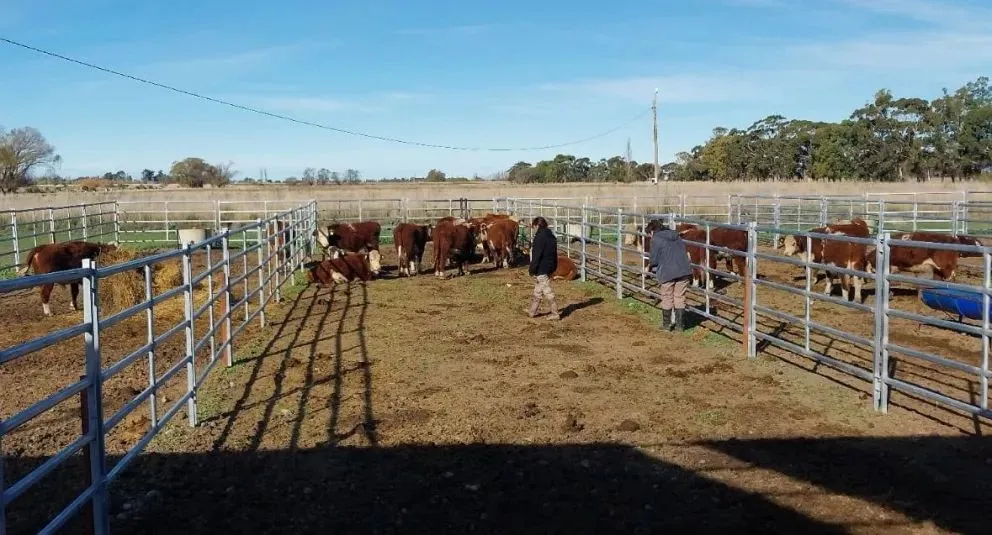 La investigación busca hacer más eficientes los ciclos de engorde.