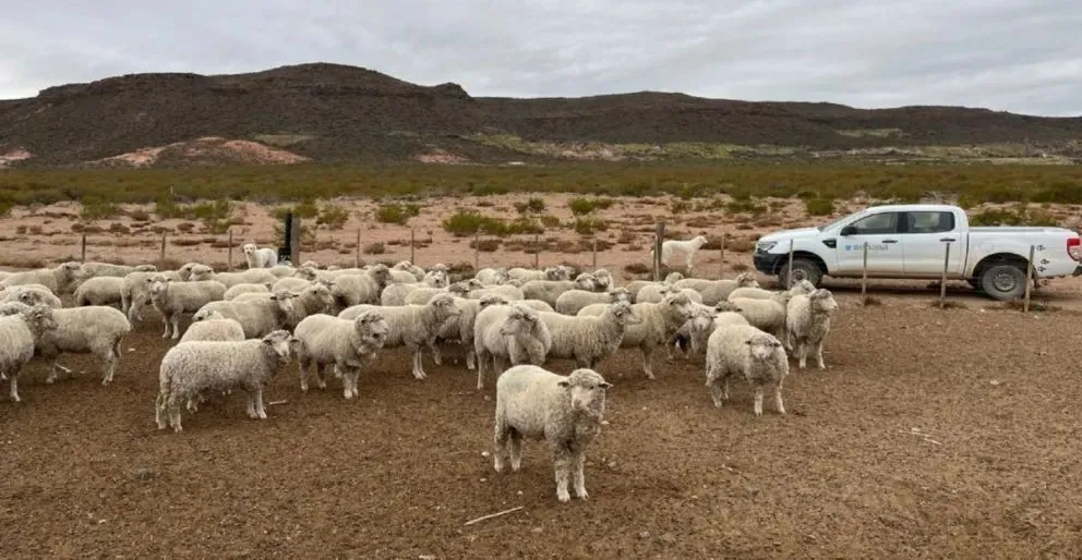 La vía principal de transmisión es el contacto directo entre animales.