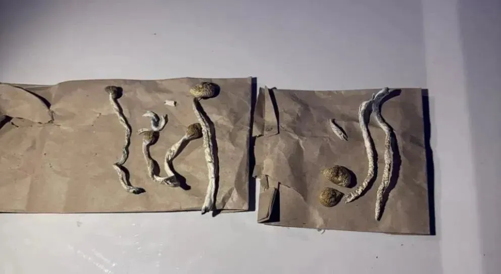 Los hongos alucinógenos, también conocidos como “hongos mágicos”, son un tipo de hongo que contienen sustancias psicoactivas.