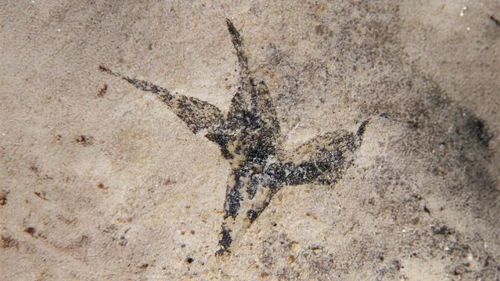 Flor aislada de Stellula meridionalis. Gentileza investigadoras.