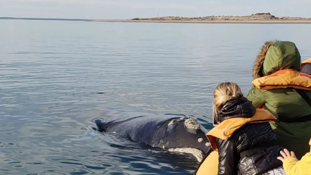 Los gigantes cetáceos volvieron a surcar las aguas del Golfo San MatíasCrédito: Gobierno Río Negro