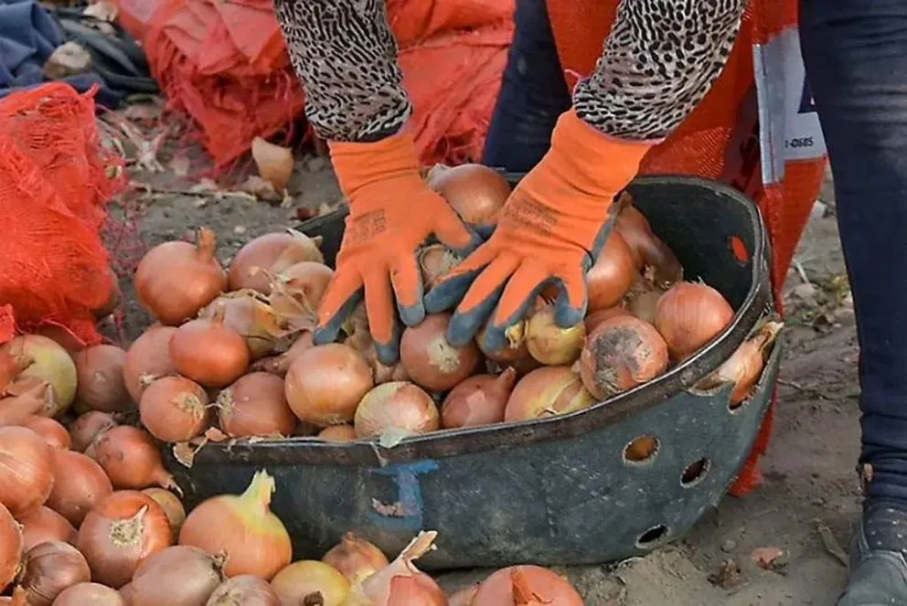 Producción de la cebolla súper dependiente del mercado de Brasil.