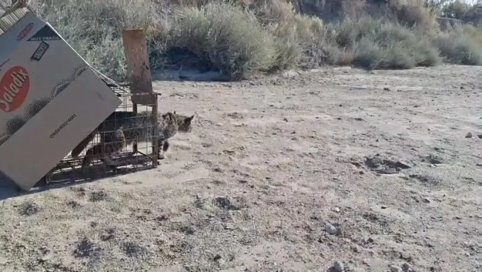El ejemplar fue trasladado a una zona de bardas y fue liberado. (Foto gentileza)