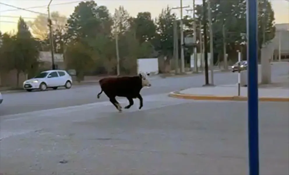 Quienes caminaban por las calles aprovecharon la oportunidad para capturar con sus teléfonos el insólito momento | FOTO LCR