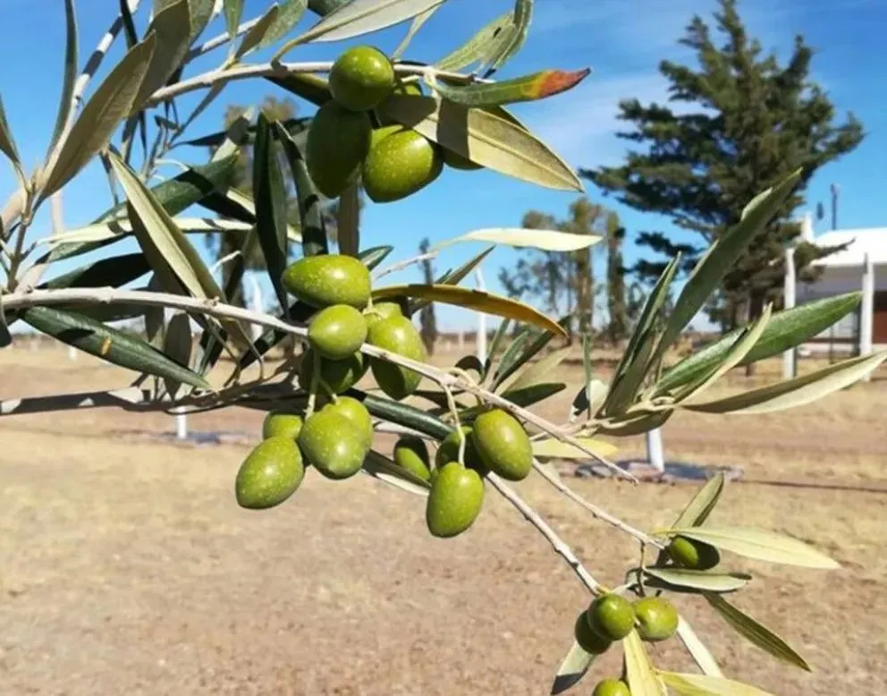 Río Negro tiene su mayor plantación de oliva en San Antonio Oeste