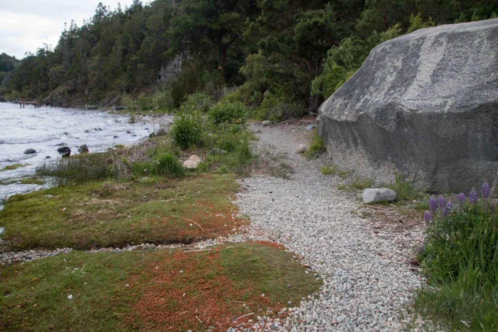 Sendero en Lago Moreno 