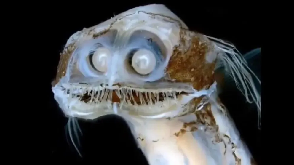 Pequeño monstruito captado en las misiones. Seguirán entre el 30 de septiembre y el 30 de octubre.