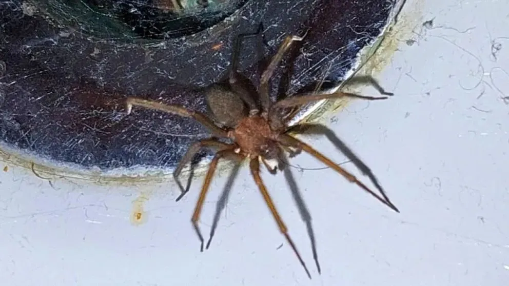 Apareció una araña de rincón o araña violinista en Roca. (Foto gentileza)