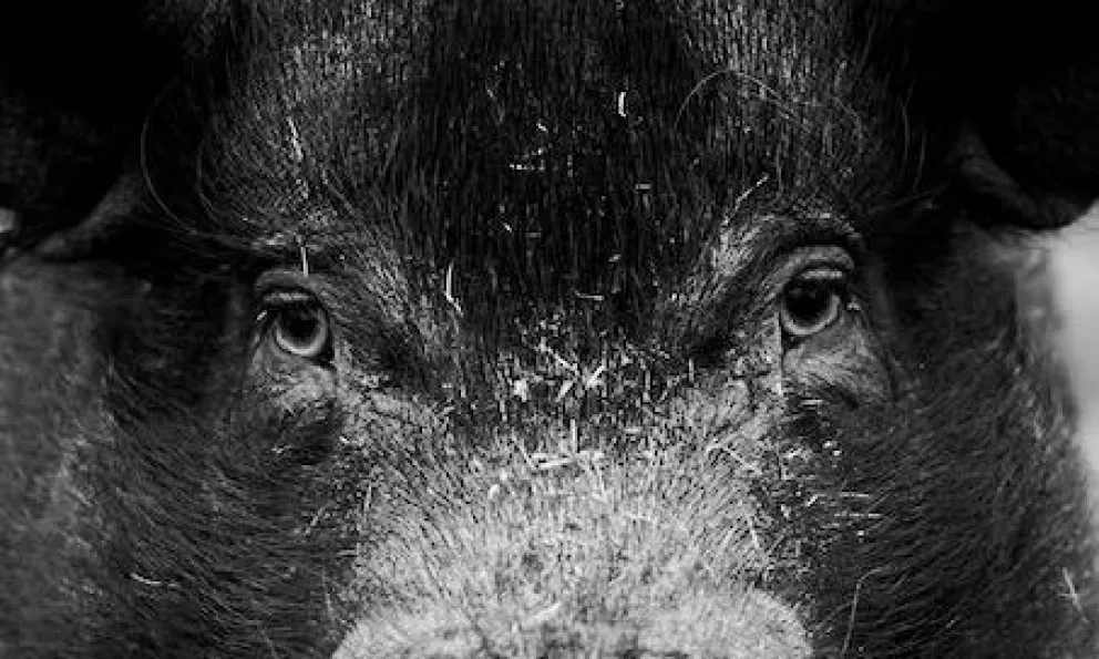 La leyenda del chancho negro 