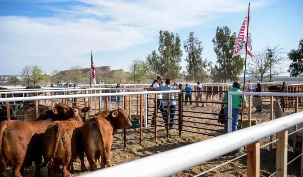 La 14° Expo Rural y Feria de Invernada del Alto Valle, que se desarrollará del 3 al 5 de octubre con jura y remate de reproductores bovinos. Foto (ANR)