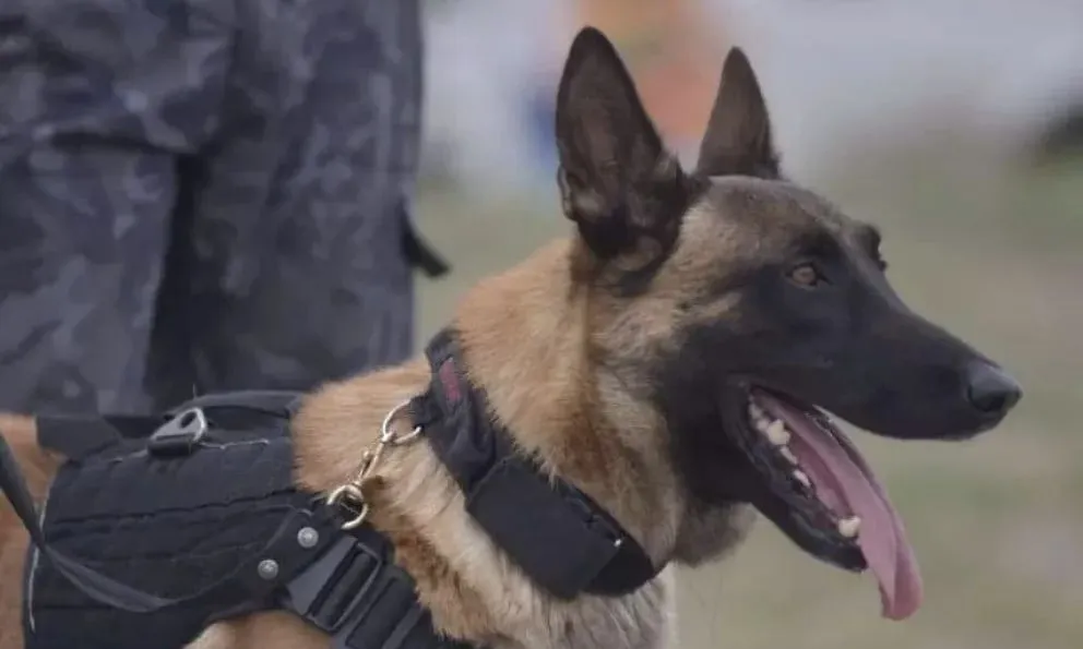 El perro Máximo, de la división Canes de Antinarcóticos Allen, detectó la droga durante un control en la Ruta 22. Foto: Policía de Río Negro archivo