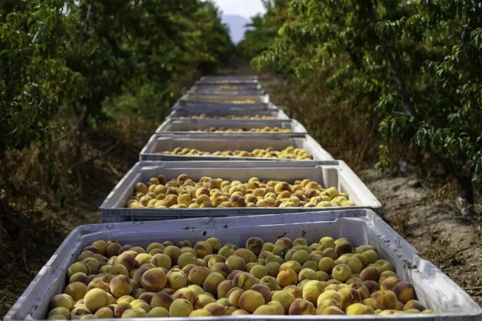 La  fruta está, pero lo que se viene en materia económica es una incógnita.