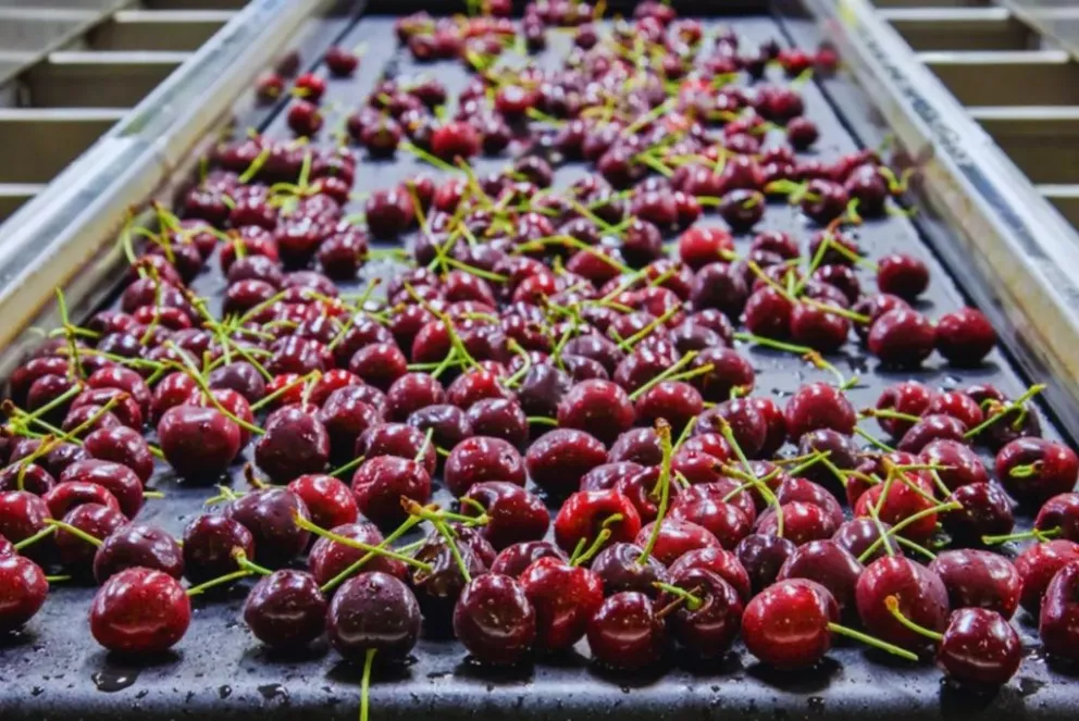 Las pérdidas pueden llegar al 40% 