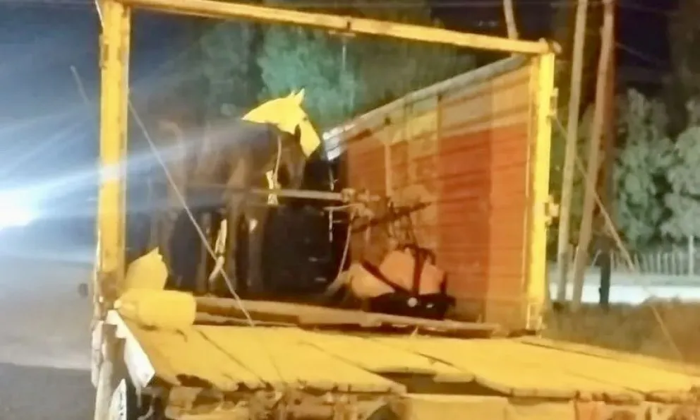 Ganadería dispuso el decomiso de tres caballos que eran trasladados sin documentación sobre la Ruta 22. Foto: Policía de Río Negro