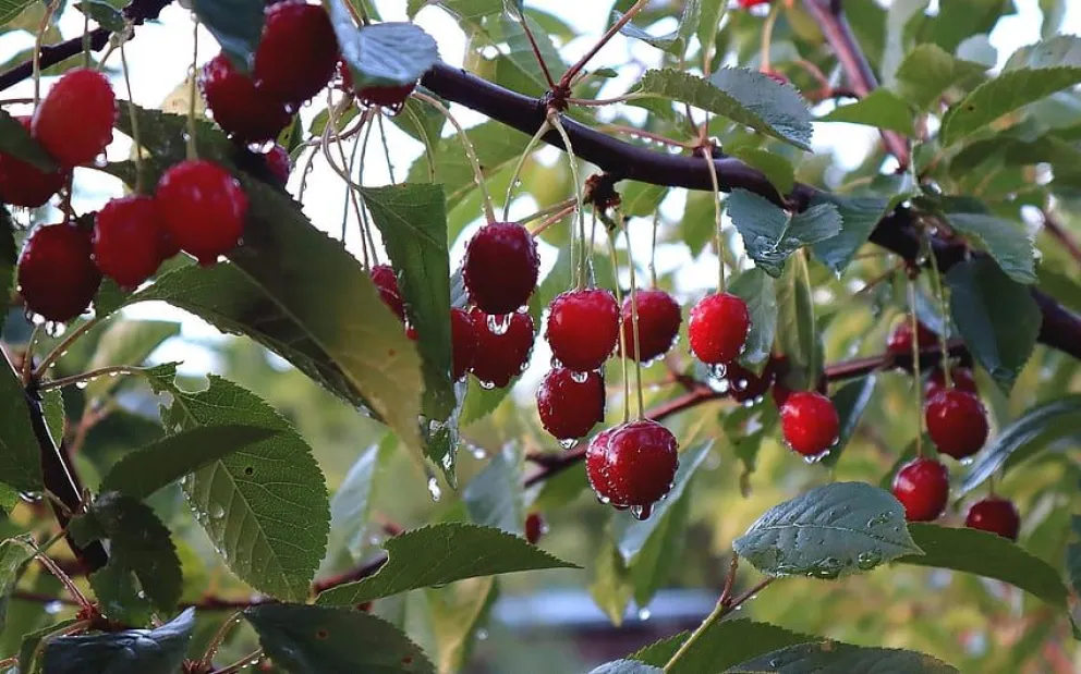Cerezas en el Valle Medio 