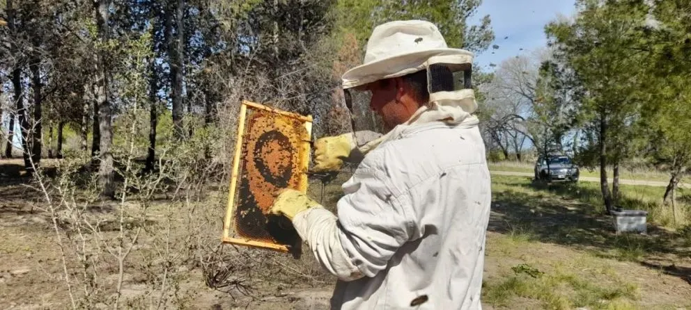 Controlando el enjambre. Foto gentileza INTA-Valle Inferior.