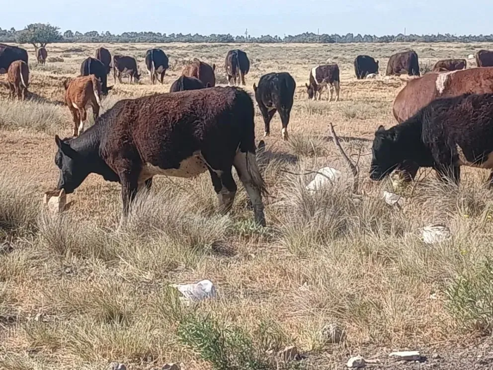 Las vacas en la zona del Girsu se alimentan de  cartones y  papel (Fotos: Vanesa Schwemmler)