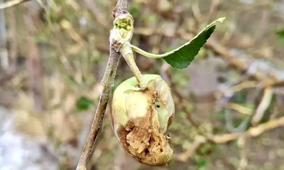 Un temporal afectó al Alto Valle este domingo.