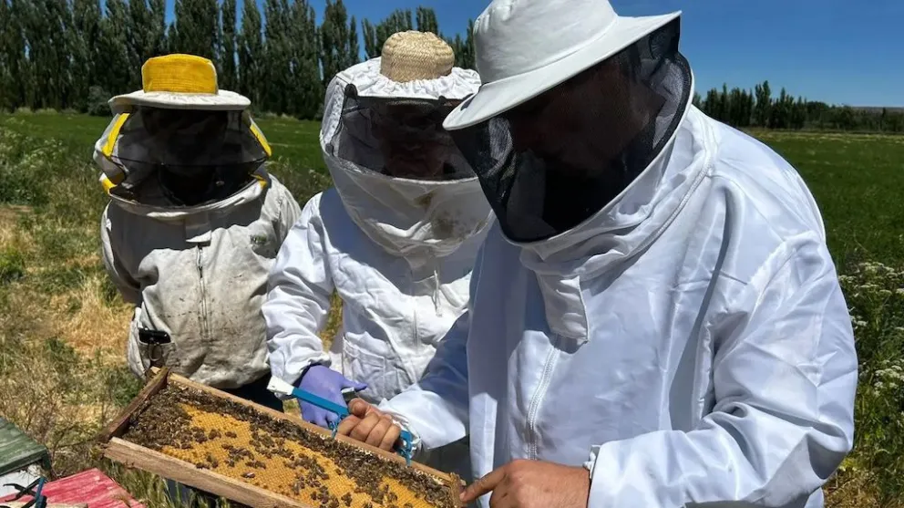 Curso de Formación Apícola Provincial