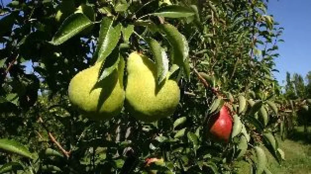 Río Negro acompaña al sector productivo afectado por contingencias climáticas.Crédito: Gobierno de Río Negro