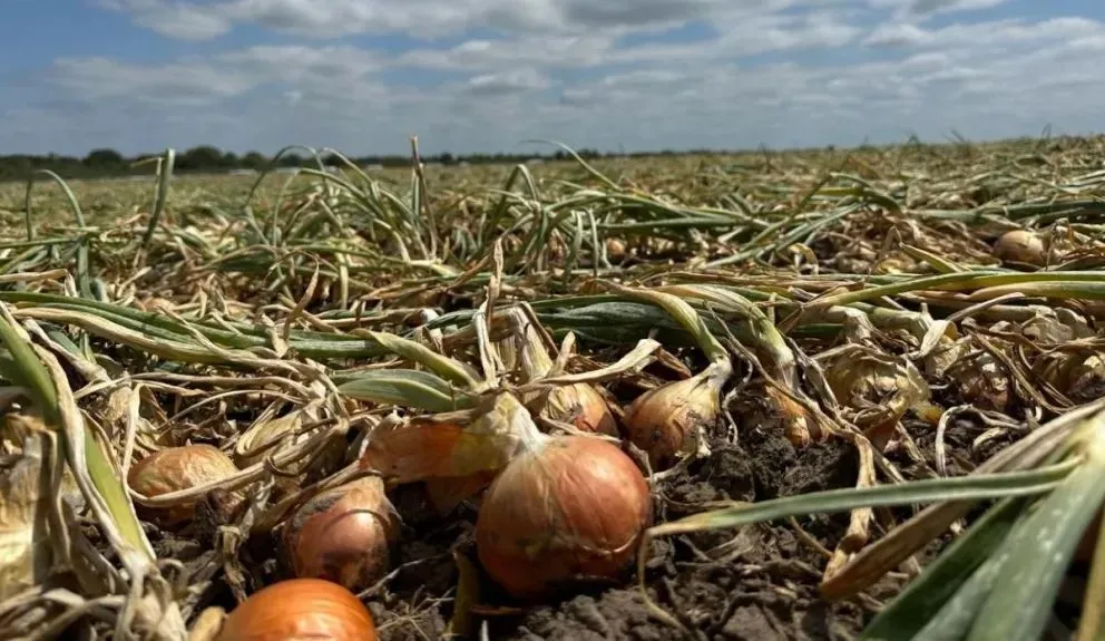 Producción cebollera en baja en el Idevi.