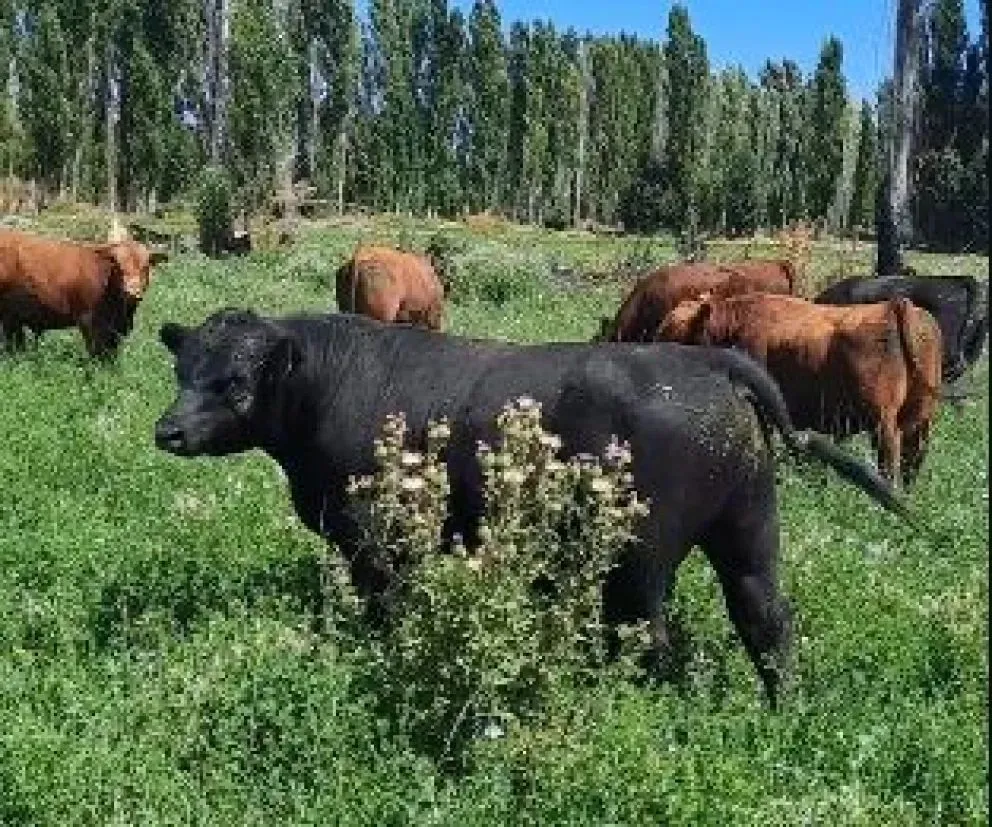 La cabaña La Carlota, de Edgardo Tejeda, es una referencia en la raza Angus.