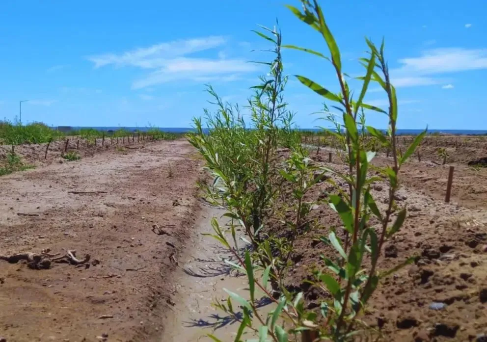 Sauces o álamos, buenos al momento de la cobertura. Foto INTA.