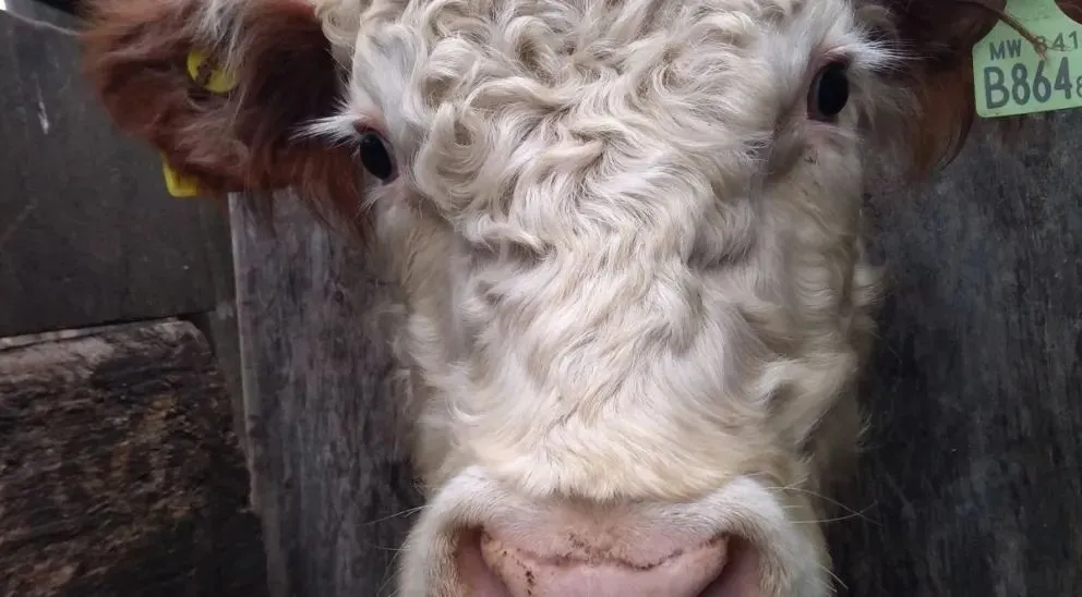 Análisis de la alimentación de los novillos y vaquillonas. Foto: Facebook INTA Valle Inferior.