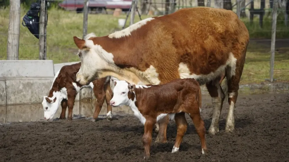 Río Negro batió su récord de faena bovina y lidera la Patagonia