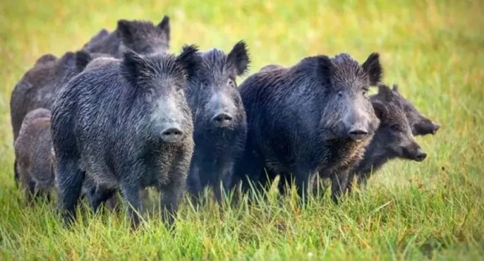 Una resolución muy esperada por los cazadores de la provincia.