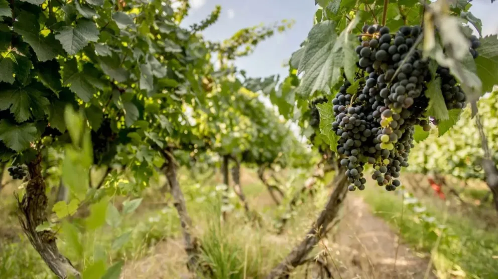 La iniciativa busca sostener la actividad productiva durante la vendimia y acompañar a los productores