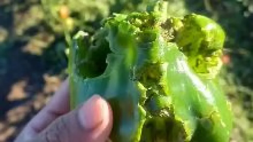 Se trata del tercer episodio de granizo de la temporadaCrédito: Gobierno de Río Negro