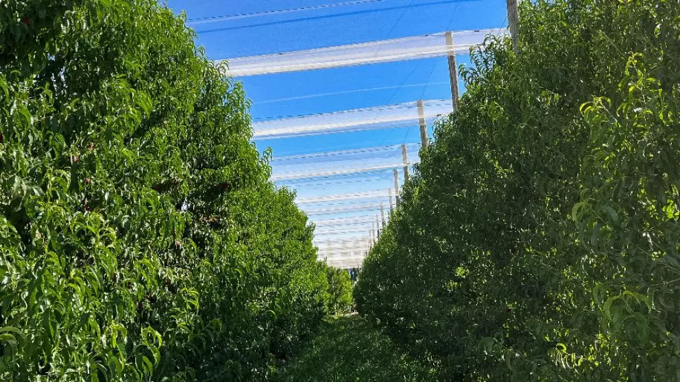 Hace apenas dos días, un nuevo episodio de granizo afectó al Valle MedioCrédito: Gobierno de Río Negro