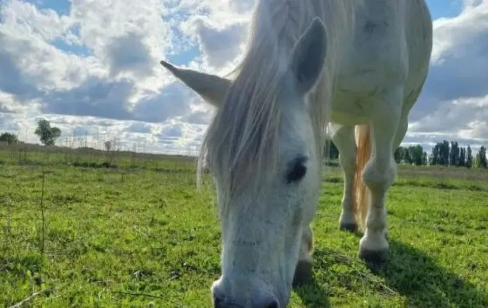 "Carlitos" o "El gordo", como también lo llamaban cariñosamente, era el caballo del centro de equinoterapia que trabaja con chicos y adolescentes con discapacidad. Foto: archivo.