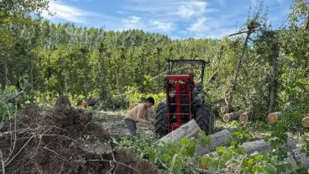 Provincia relevó pérdidas de hasta el 90% y daños en invernaderosCrédito: Gobierno de Río Negro